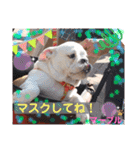 ブルドッグ のマーブルちゃん（個別スタンプ：8）