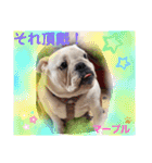 ブルドッグ のマーブルちゃん（個別スタンプ：10）