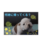 ブルドッグ のマーブルちゃん（個別スタンプ：14）