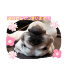 ブルドッグ のマーブルちゃん（個別スタンプ：17）