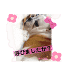 ブルドッグ のマーブルちゃん（個別スタンプ：19）