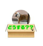 大好き金太郎3（個別スタンプ：12）