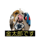 大好き金太郎3（個別スタンプ：22）