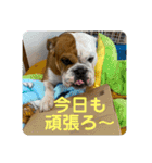 大好き金太郎3（個別スタンプ：24）