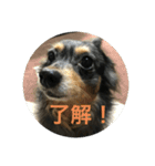 鳥取弁を喋るマルスくん（個別スタンプ：1）