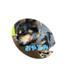 鳥取弁を喋るマルスくん（個別スタンプ：5）