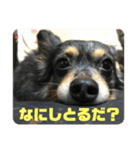 鳥取弁を喋るマルスくん（個別スタンプ：8）