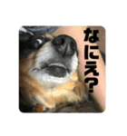 鳥取弁を喋るマルスくん（個別スタンプ：10）