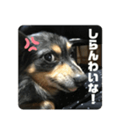 鳥取弁を喋るマルスくん（個別スタンプ：13）