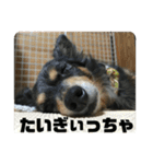 鳥取弁を喋るマルスくん（個別スタンプ：14）