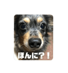 鳥取弁を喋るマルスくん（個別スタンプ：15）