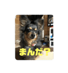 鳥取弁を喋るマルスくん（個別スタンプ：16）