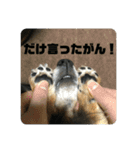 鳥取弁を喋るマルスくん（個別スタンプ：18）