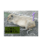 代弁どうぶつ。（個別スタンプ：3）