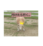 代弁どうぶつ。（個別スタンプ：5）