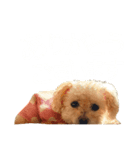 Cocoa.2（個別スタンプ：4）