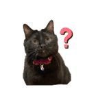 ともさんちのねこ達（個別スタンプ：1）