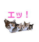 ともさんちのねこ達（個別スタンプ：3）