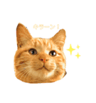 ともさんちのねこ達（個別スタンプ：7）