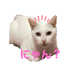 ともさんちのねこ達（個別スタンプ：8）