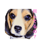 ビーグル犬 クルコ（個別スタンプ：1）