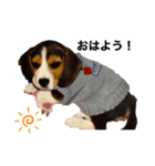 ビーグル犬 クルコ（個別スタンプ：2）