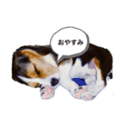 ビーグル犬 クルコ（個別スタンプ：3）