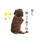 ビーグル犬 クルコ（個別スタンプ：5）