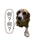 ビーグル犬 クルコ（個別スタンプ：6）