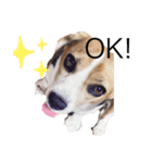 ビーグル犬 クルコ（個別スタンプ：7）