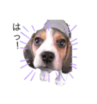 ビーグル犬 クルコ（個別スタンプ：8）