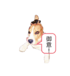 ビーグル犬 クルコ（個別スタンプ：9）