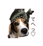 ビーグル犬 クルコ（個別スタンプ：10）