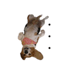 ビーグル犬 クルコ（個別スタンプ：11）