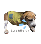 ビーグル犬 クルコ（個別スタンプ：12）