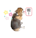 ビーグル犬 クルコ（個別スタンプ：13）