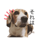 ビーグル犬 クルコ（個別スタンプ：15）