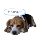 ビーグル犬 クルコ（個別スタンプ：16）