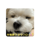 めりるでち❤️20210322（個別スタンプ：4）