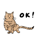 キジトラのみんちゃん（個別スタンプ：1）