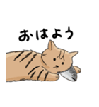 キジトラのみんちゃん（個別スタンプ：3）