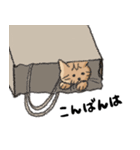 キジトラのみんちゃん（個別スタンプ：5）