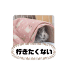 おいらモカ（個別スタンプ：1）