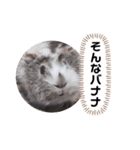 おいらモカ（個別スタンプ：3）