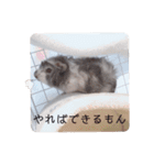 おいらモカ（個別スタンプ：5）