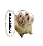 おいらモカ（個別スタンプ：21）