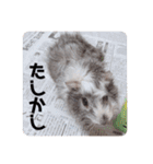 おいらモカ（個別スタンプ：24）