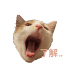 ねこのスタンプ(家族用)（個別スタンプ：1）