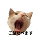 ねこのスタンプ(家族用)（個別スタンプ：4）