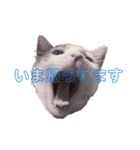 ねこのスタンプ(家族用)（個別スタンプ：6）